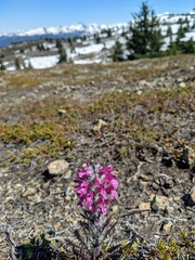 Pedicularis lanata