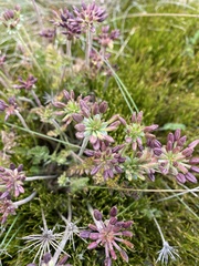 Chaerophyllum eriopodum