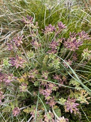 Chaerophyllum eriopodum