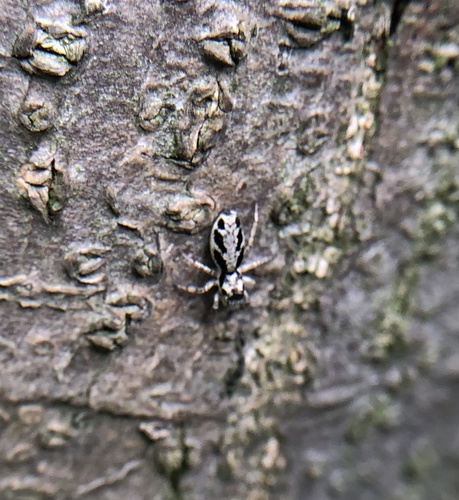 Salticus latidentatus