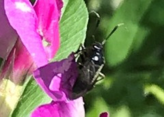 Capsus