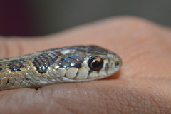 Thamnophis scalaris