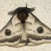 Condalia Silk Moth - Photo (c) Diana-Terry Hibbitts, some rights reserved (CC BY-NC)