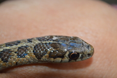 Thamnophis scalaris