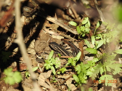 Liolaemus cyanogaster