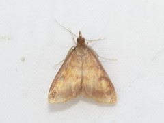 Pyrausta acrionalis