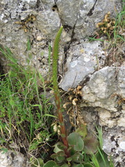 Umbilicus horizontalis