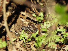 Liolaemus cyanogaster