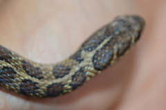 Thamnophis scalaris