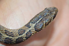 Thamnophis scalaris