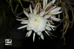 Epiphyllum oxypetalum