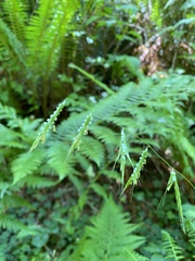 Pleuropogon refractus