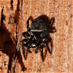 Saitis virgatus