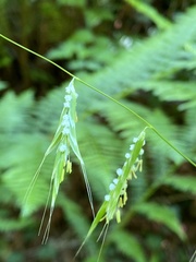 Pleuropogon refractus