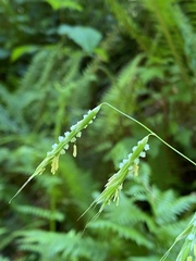 Pleuropogon refractus