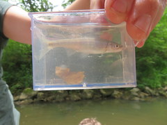 Lythrurus fasciolaris