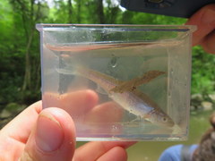 Lythrurus fasciolaris