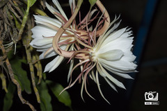 Epiphyllum oxypetalum