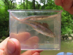 Lythrurus fasciolaris