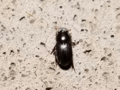 Ataeniopsis figurator