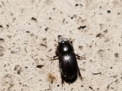 Ataeniopsis figurator