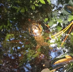 Lithobates virgatipes