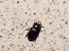 Ataeniopsis figurator