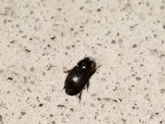Ataeniopsis figurator