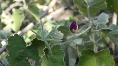 Corynabutilon ceratocarpum