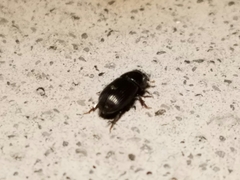 Ataeniopsis figurator