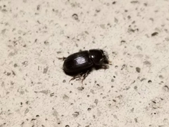 Ataeniopsis figurator
