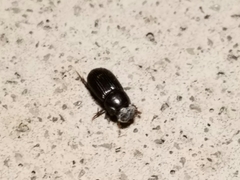 Ataeniopsis figurator