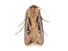 Agrotis obliqua