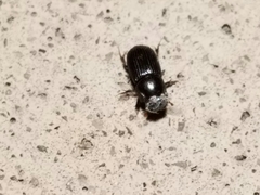 Ataeniopsis figurator