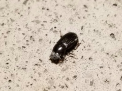 Ataeniopsis figurator