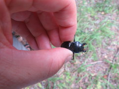 Pasimachus punctulatus