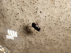 Ataeniopsis figurator