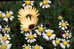 Oncosiphon africanus