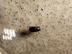 Ataeniopsis figurator