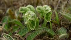 Pterostylis tanypoda