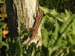 Liolaemus cyanogaster