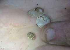 Anguispira strongylodes