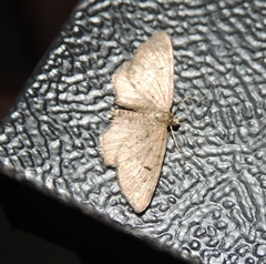 Eupithecia innotata