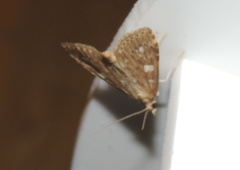 Udea olivalis