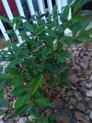 Brunfelsia australis