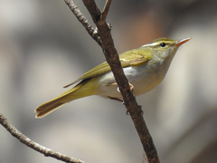 Phylloscopus coronatus
