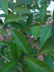 Brunfelsia australis