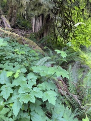 Actaea elata elata