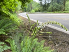 Actaea elata elata