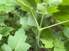 Actaea elata elata
